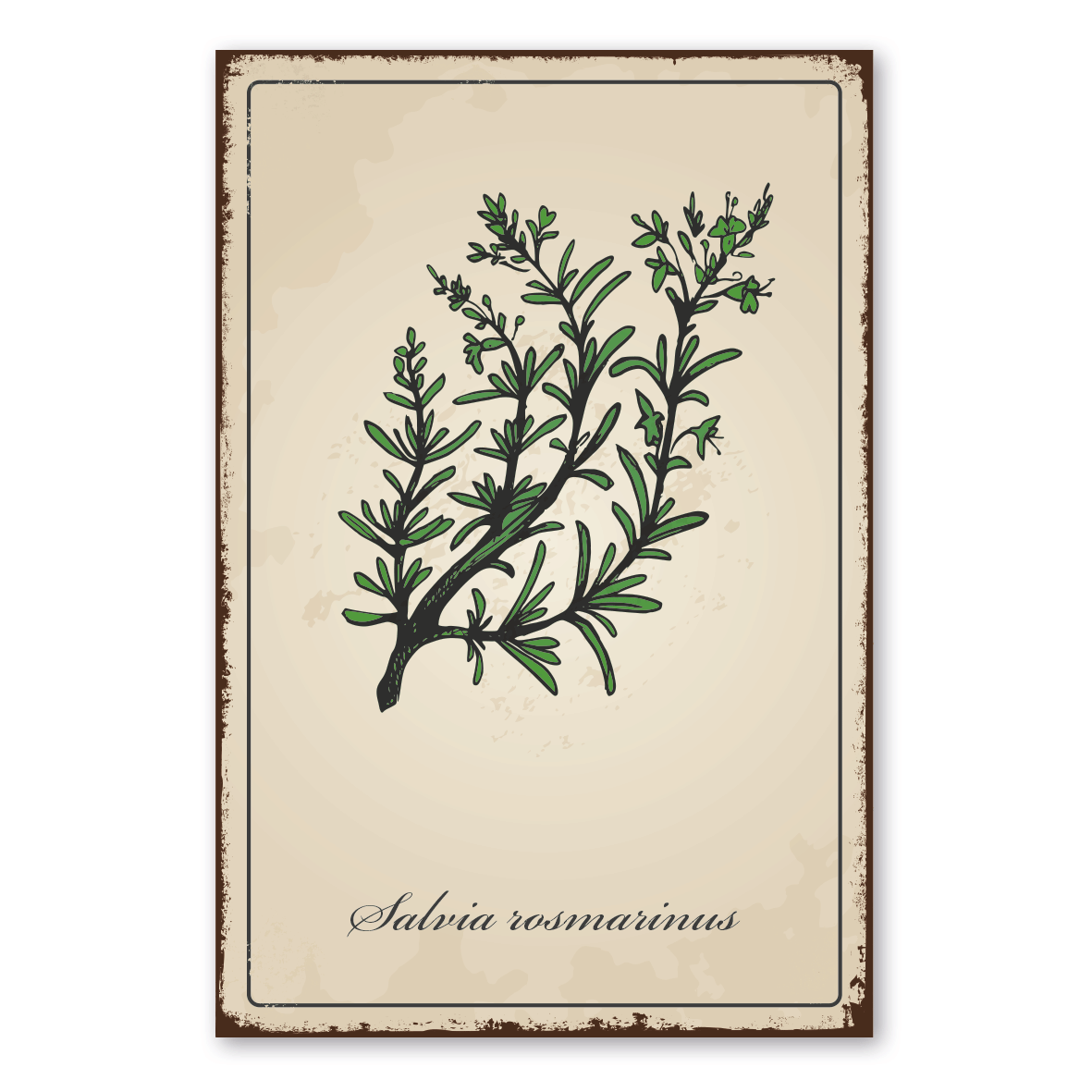 Retroschild / Vintage-Schild Kräuter und Gewürze - Salvia rosmarinus - Rosmarin
