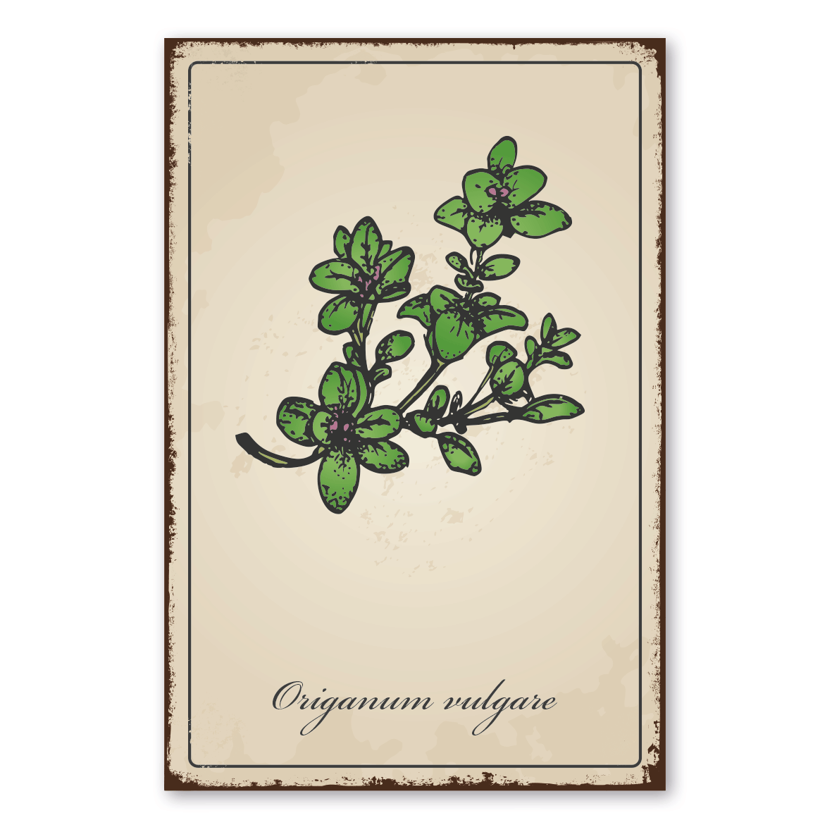 Retroschild / Vintage-Schild Kräuter und Gewürze - Origanum vulgare - Oregano