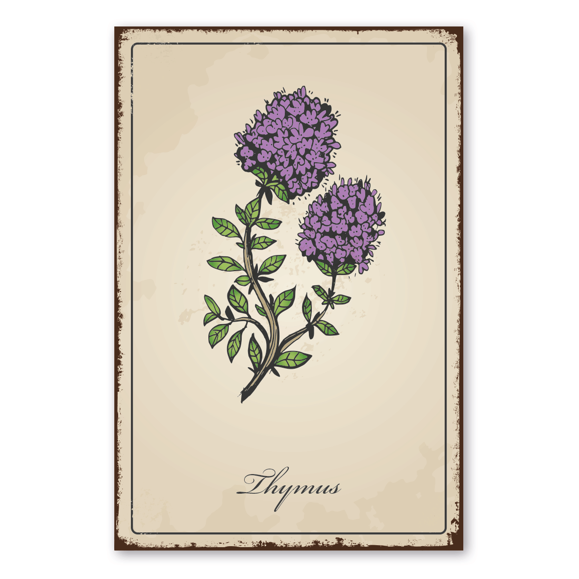 Retroschild / Vintage-Schild Kräuter und Gewürze - Thymus - Thymian