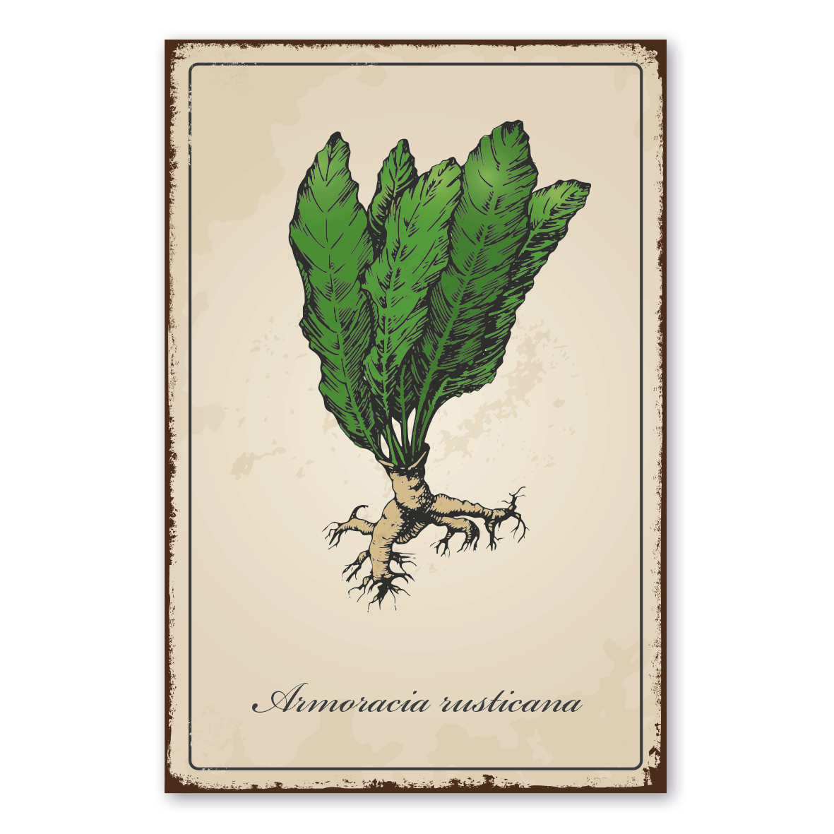 Retroschild / Vintage-Schild Kräuter und Gewürze - Armoracia rusticana - Meerrettich